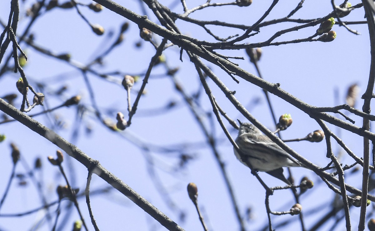 Yellow-rumped Warbler - ML634225312