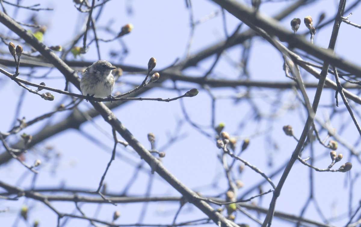 Yellow-rumped Warbler - ML634225313