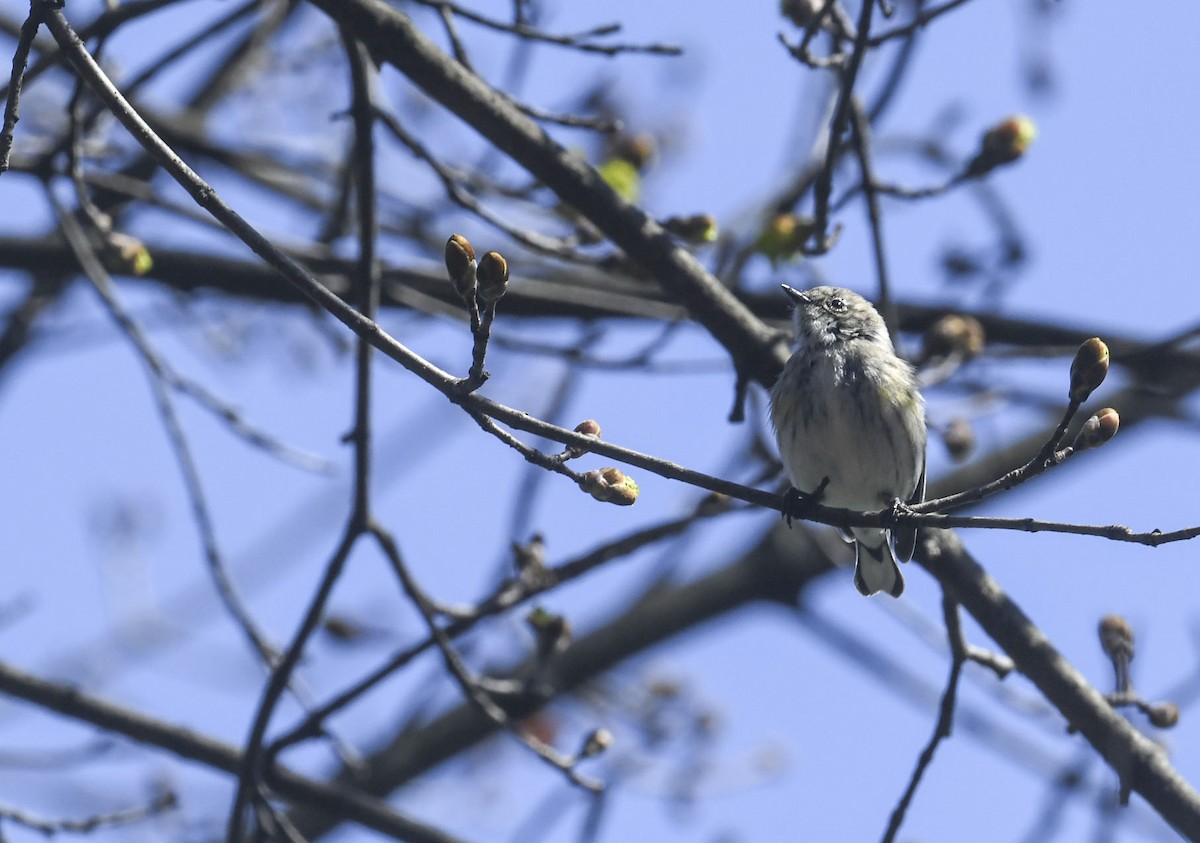Yellow-rumped Warbler - ML634225314
