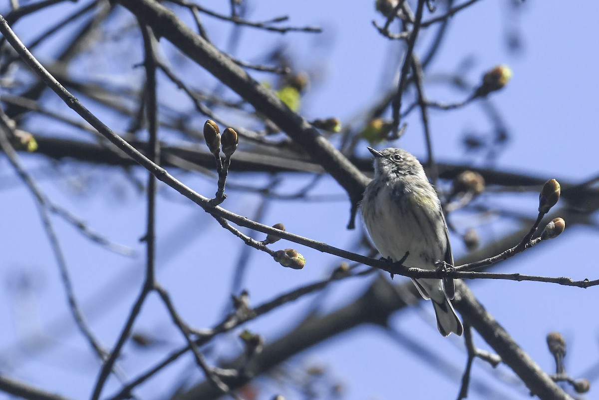 Yellow-rumped Warbler - ML634225315