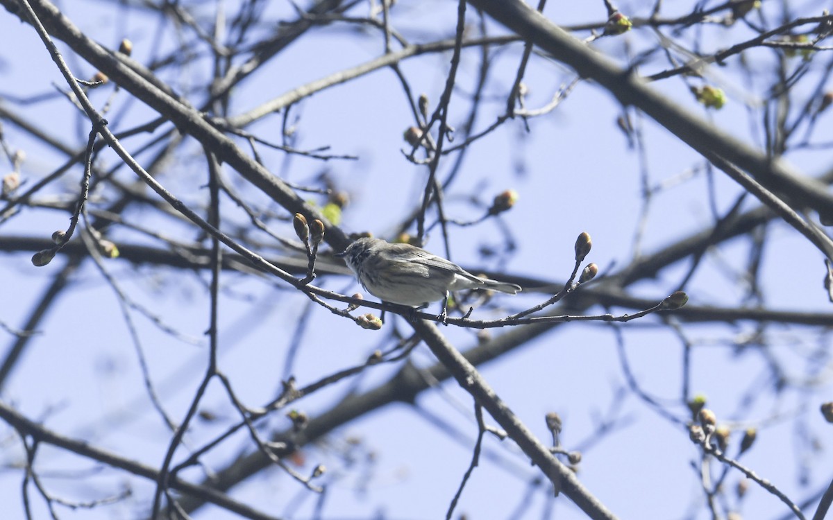 Yellow-rumped Warbler - ML634225316