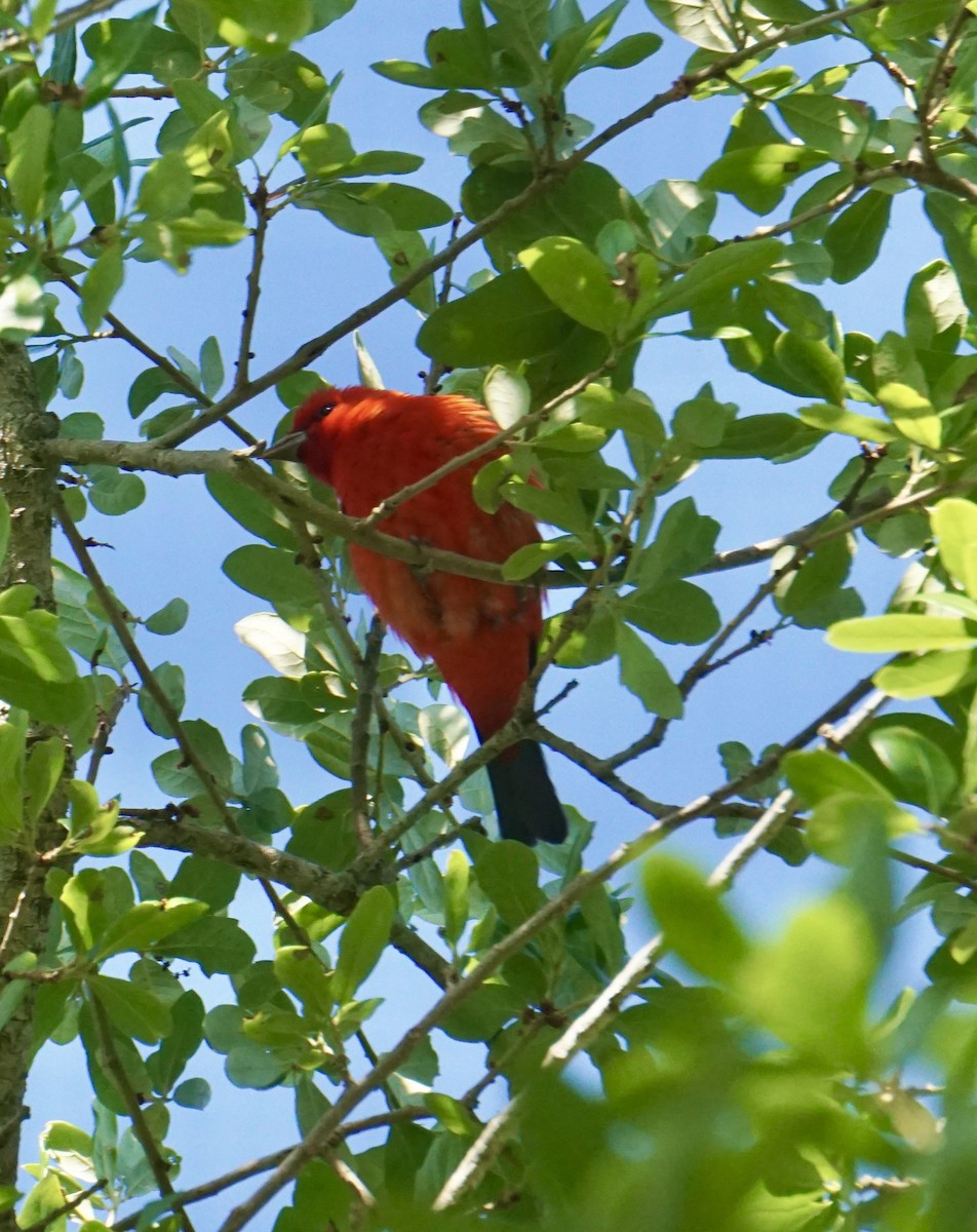 Scarlet Tanager - ML634225319