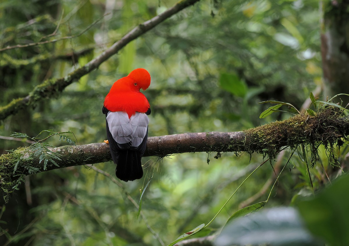 Andean Cock-of-the-rock - ML634225336