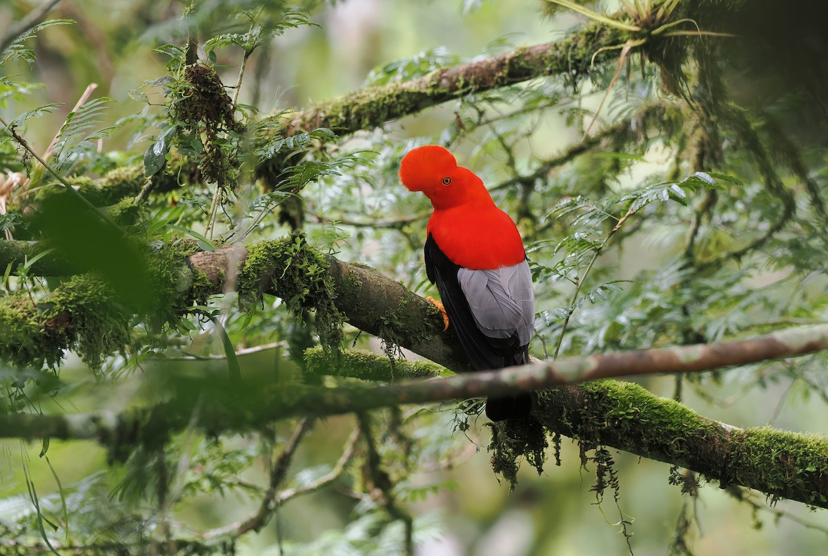 Andean Cock-of-the-rock - ML634225341