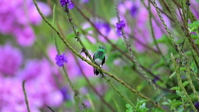 Snowy-bellied Hummingbird - ML634225357