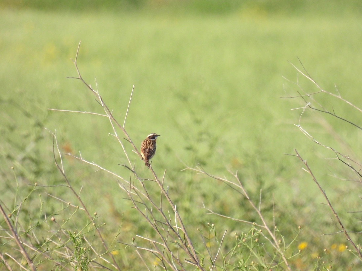 Whinchat - ML634225366