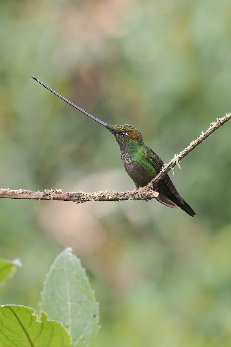 Sword-billed Hummingbird - ML634225399