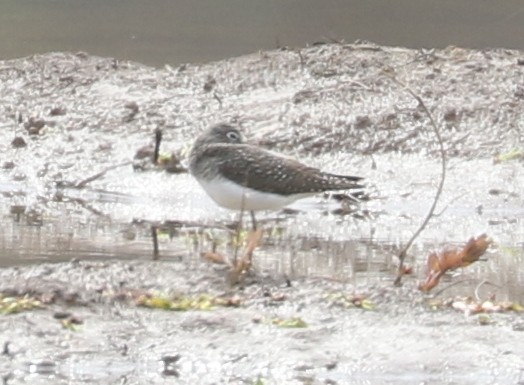 Solitary Sandpiper - ML634225412