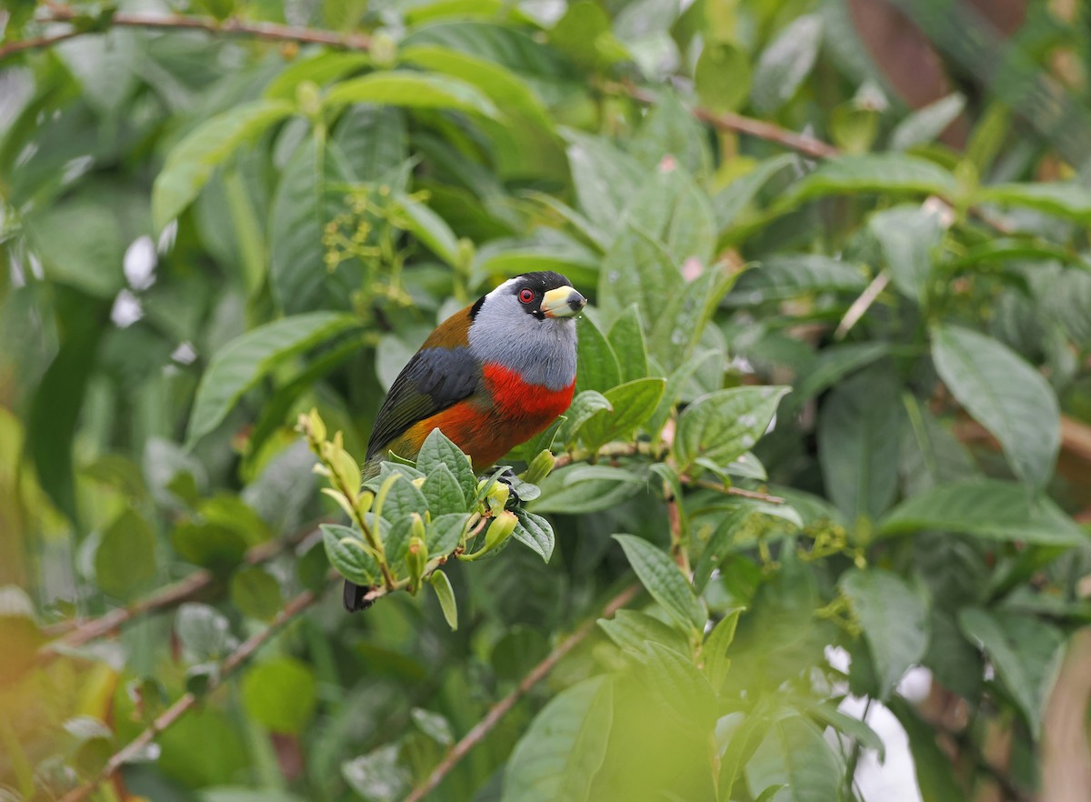 Toucan Barbet - ML634225420