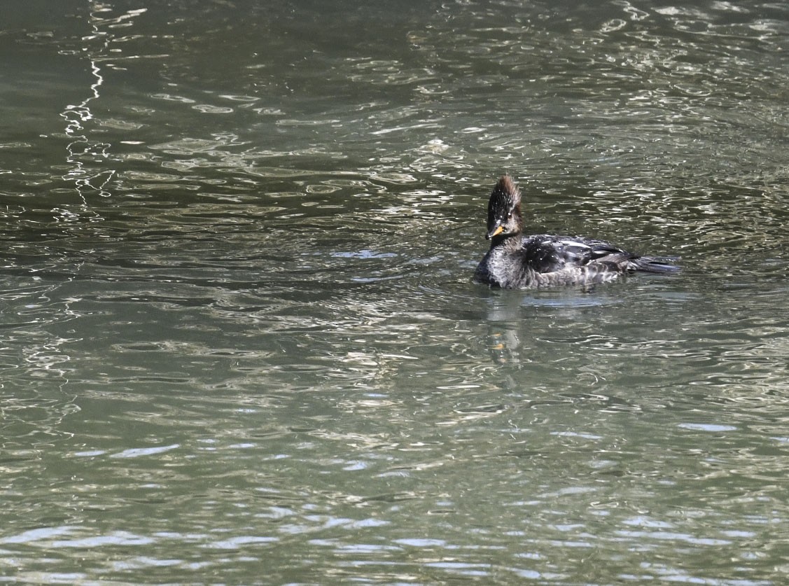 Common Merganser - ML634225444