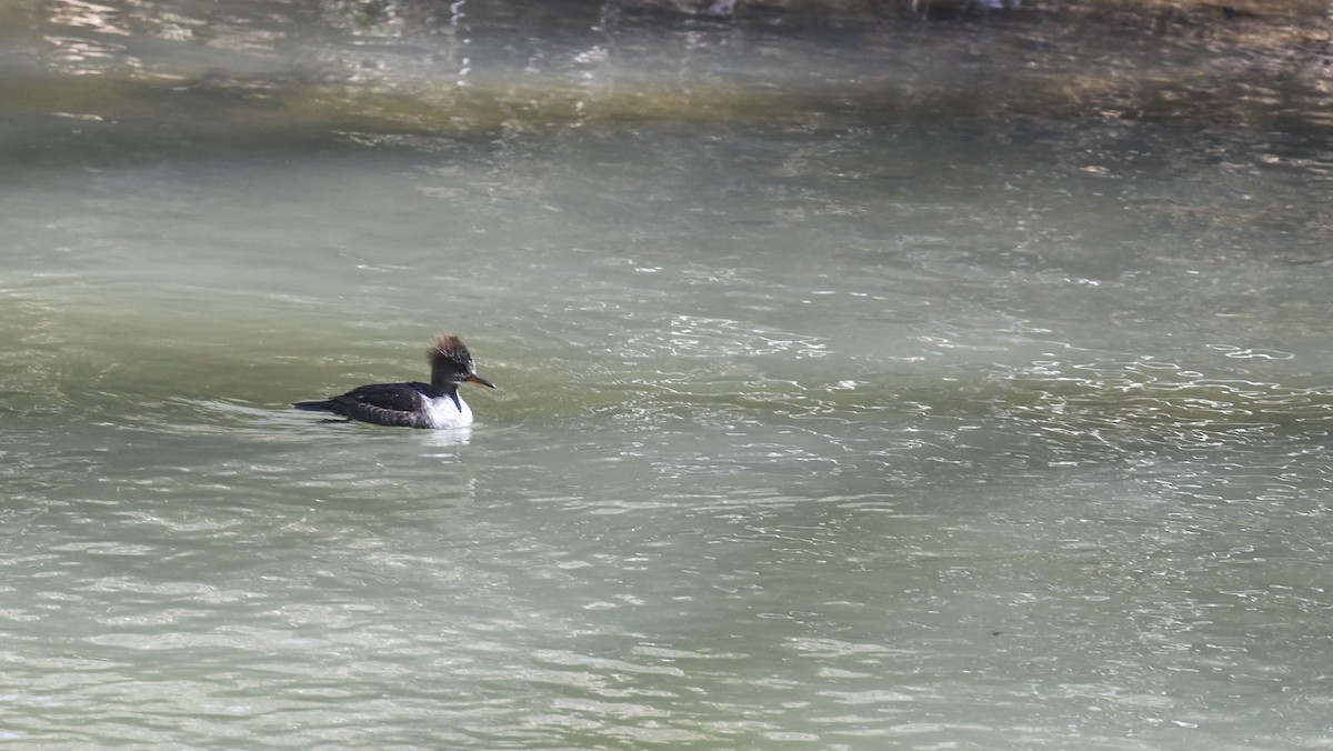 Common Merganser - ML634225445
