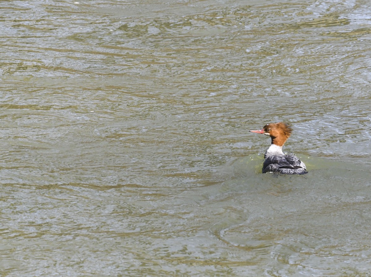 Common Merganser - ML634225446