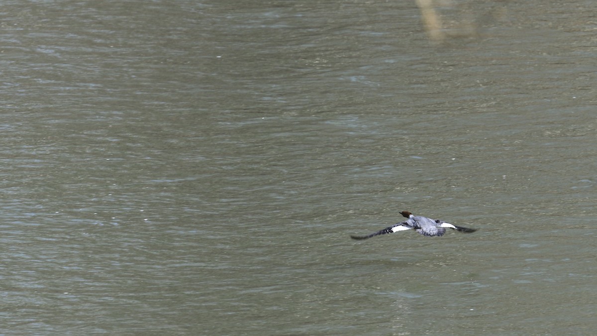 Common Merganser - ML634225447