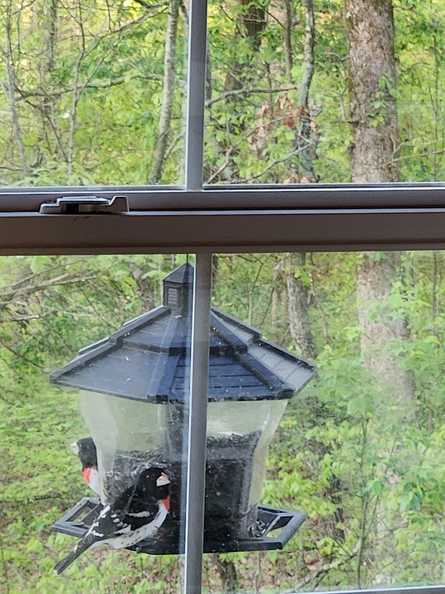 Rose-breasted Grosbeak - ML634225448