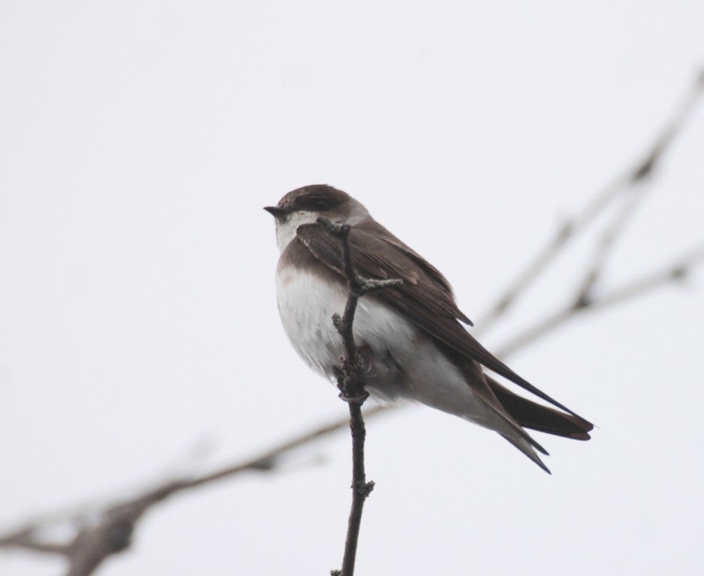 Bank Swallow - ML634225503