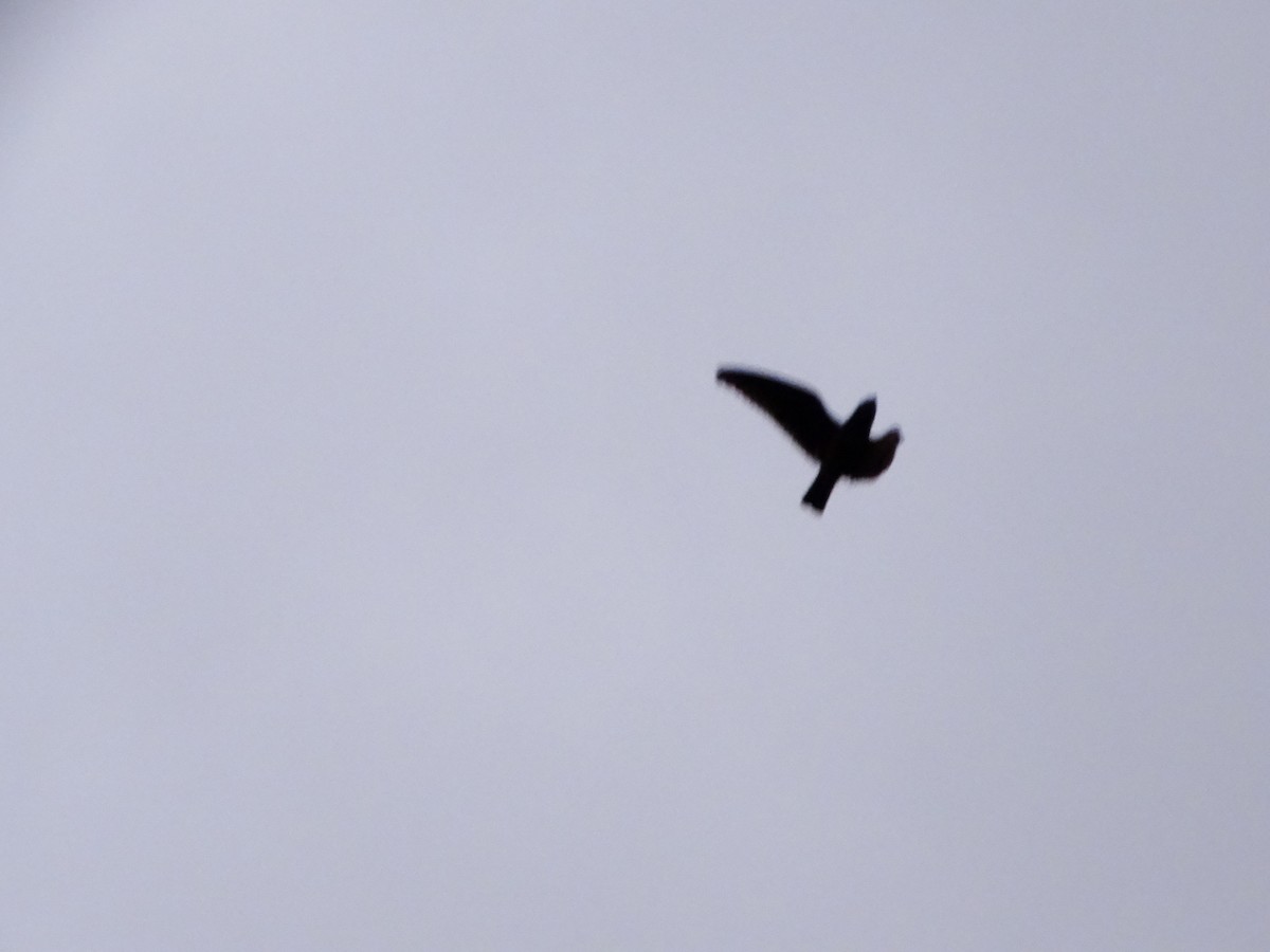 Short-tailed Nighthawk - ML634225546