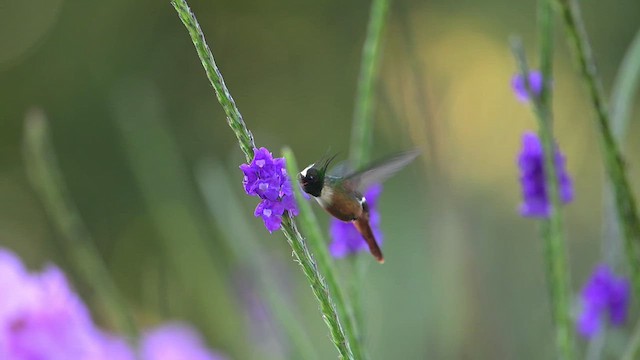 White-crested Coquette - ML634225570