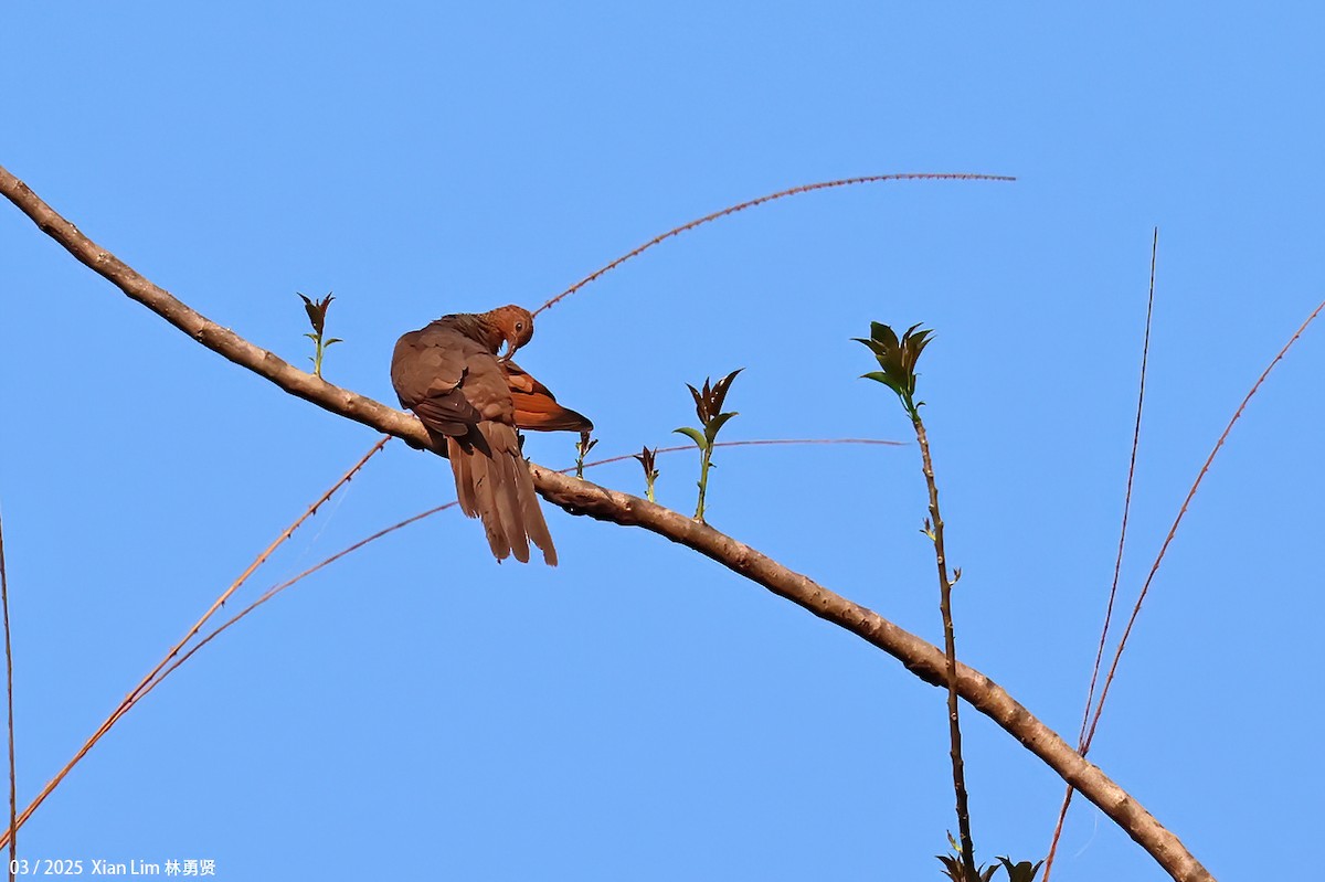 Andaman Cuckoo-Dove - ML634225584