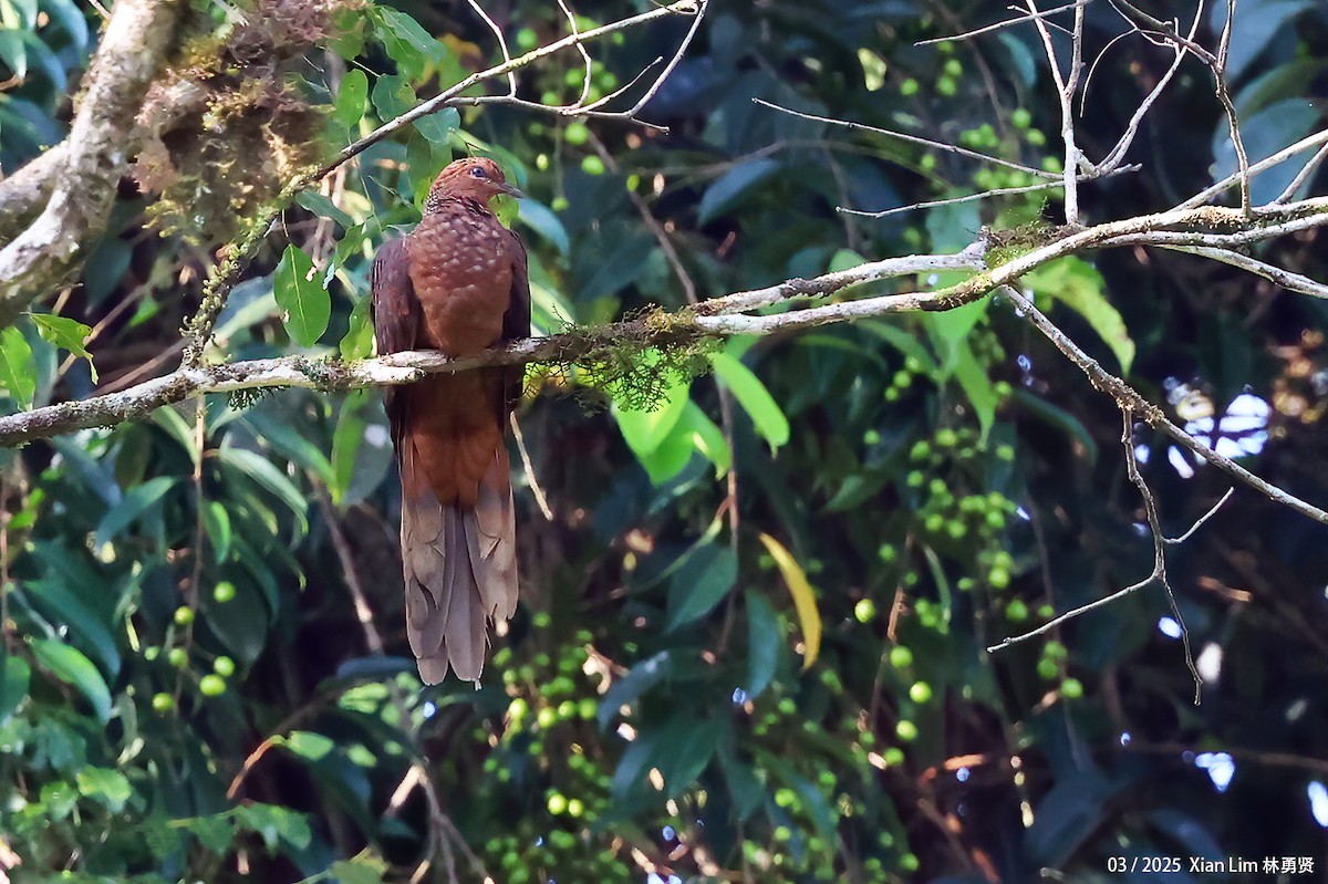 Andaman Cuckoo-Dove - ML634225585
