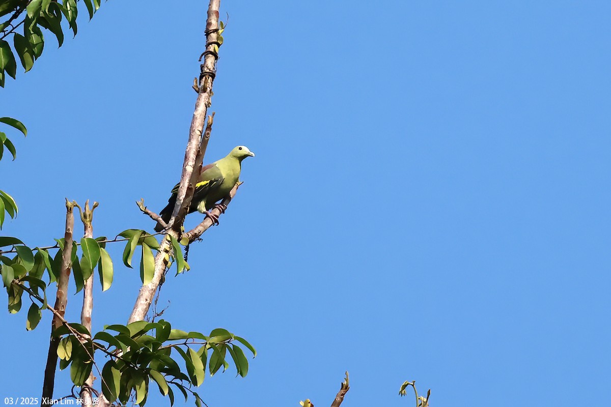 Andaman Green-Pigeon - ML634225590