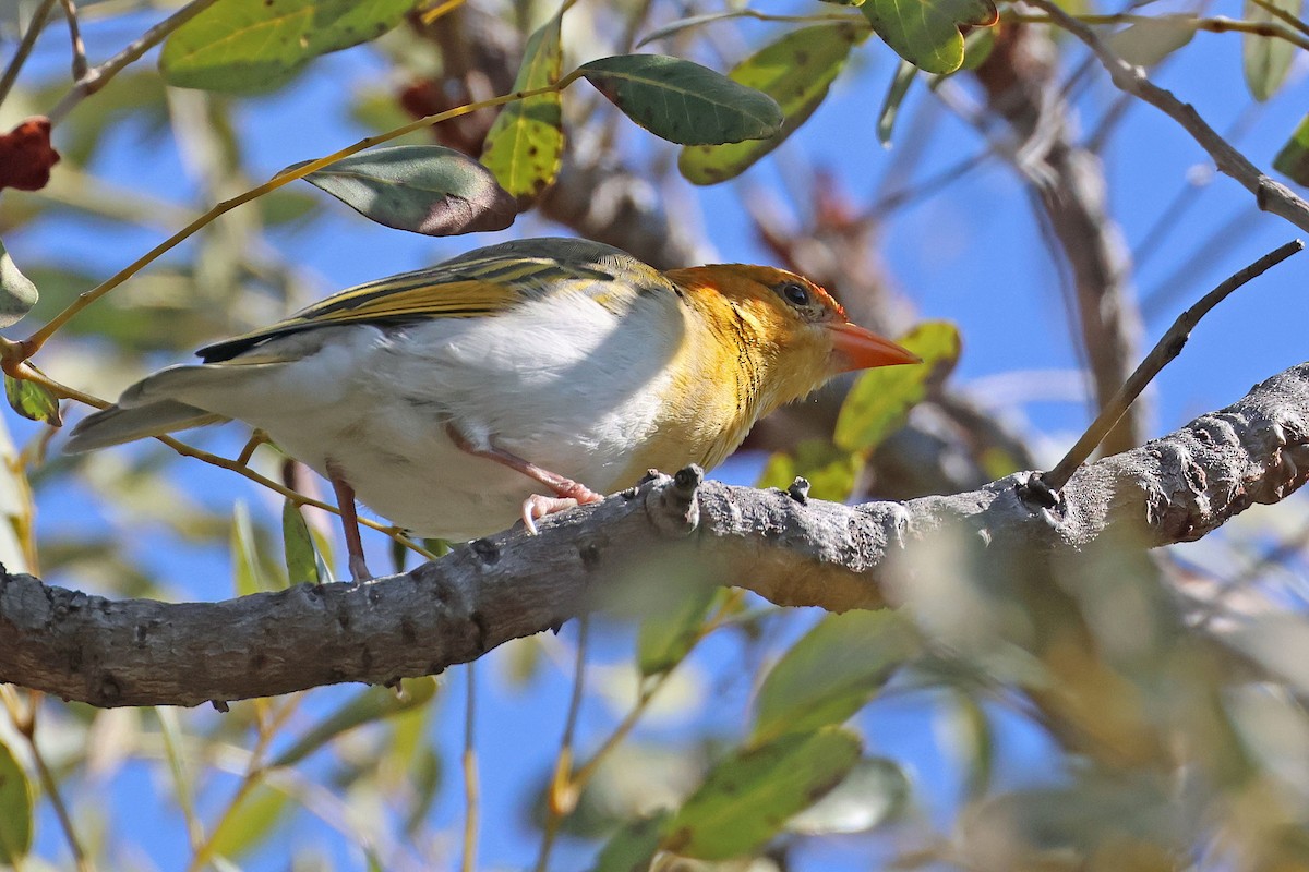 Red-headed Weaver (Southern) - ML634225648