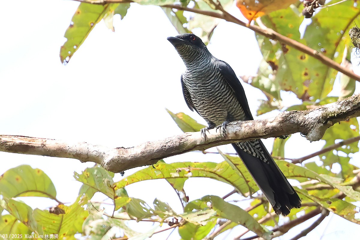 Andaman Cuckooshrike - ML634225714