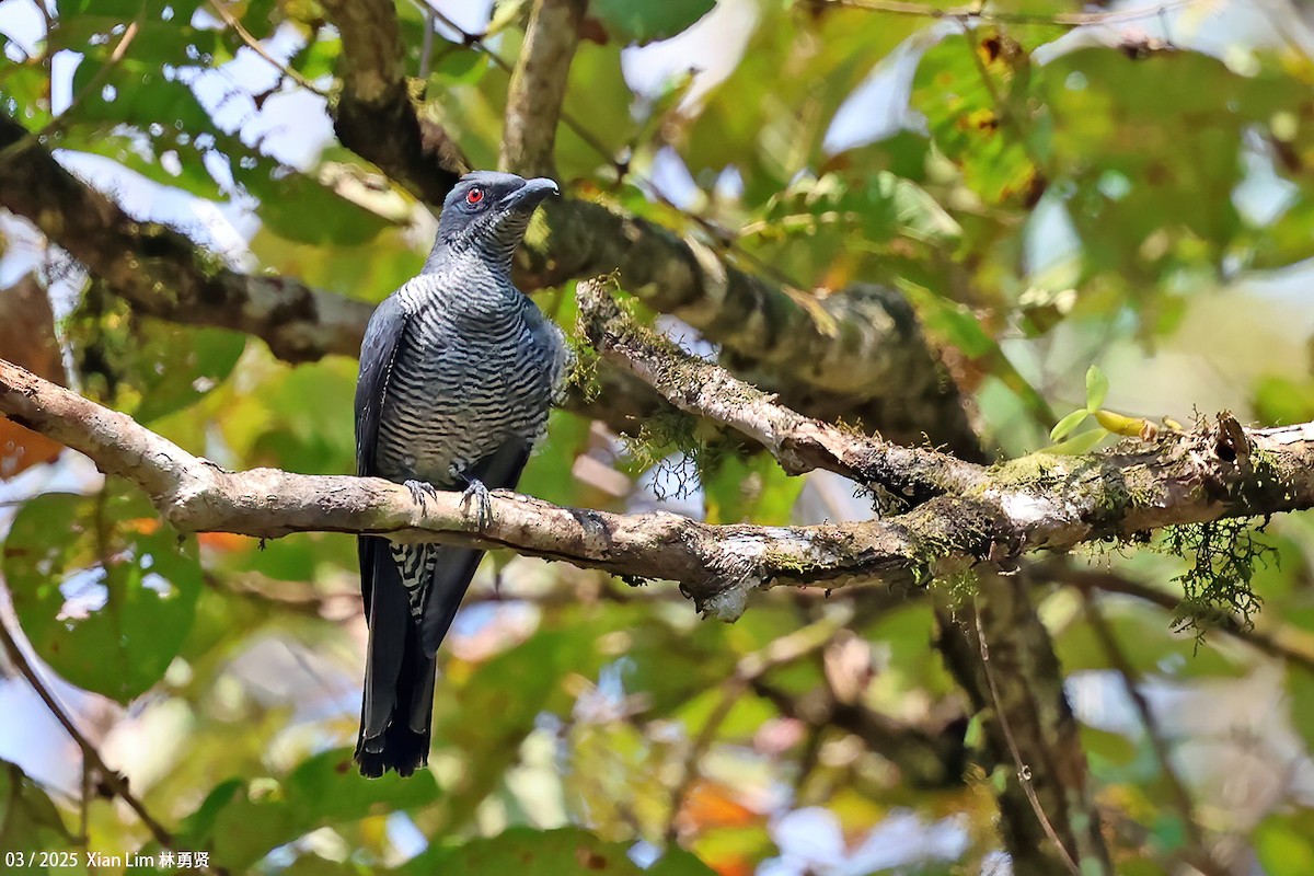 Andaman Cuckooshrike - ML634225715