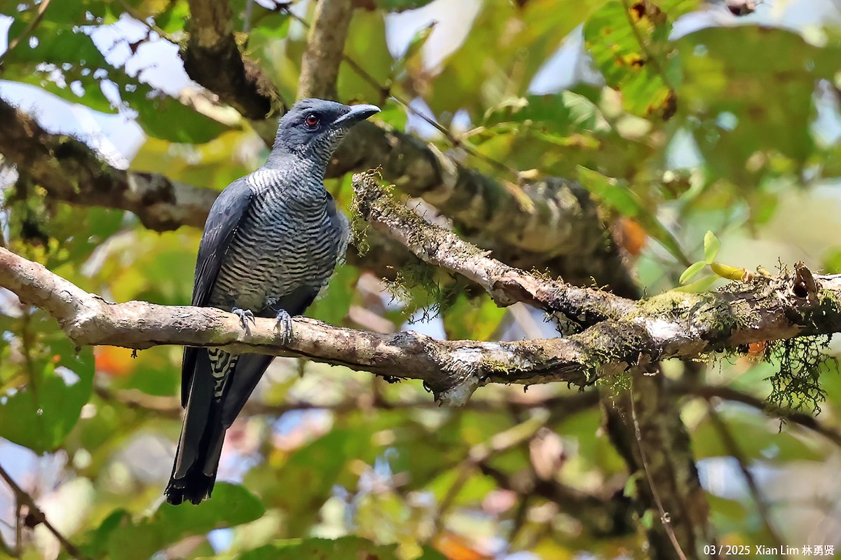 Andaman Cuckooshrike - ML634225716