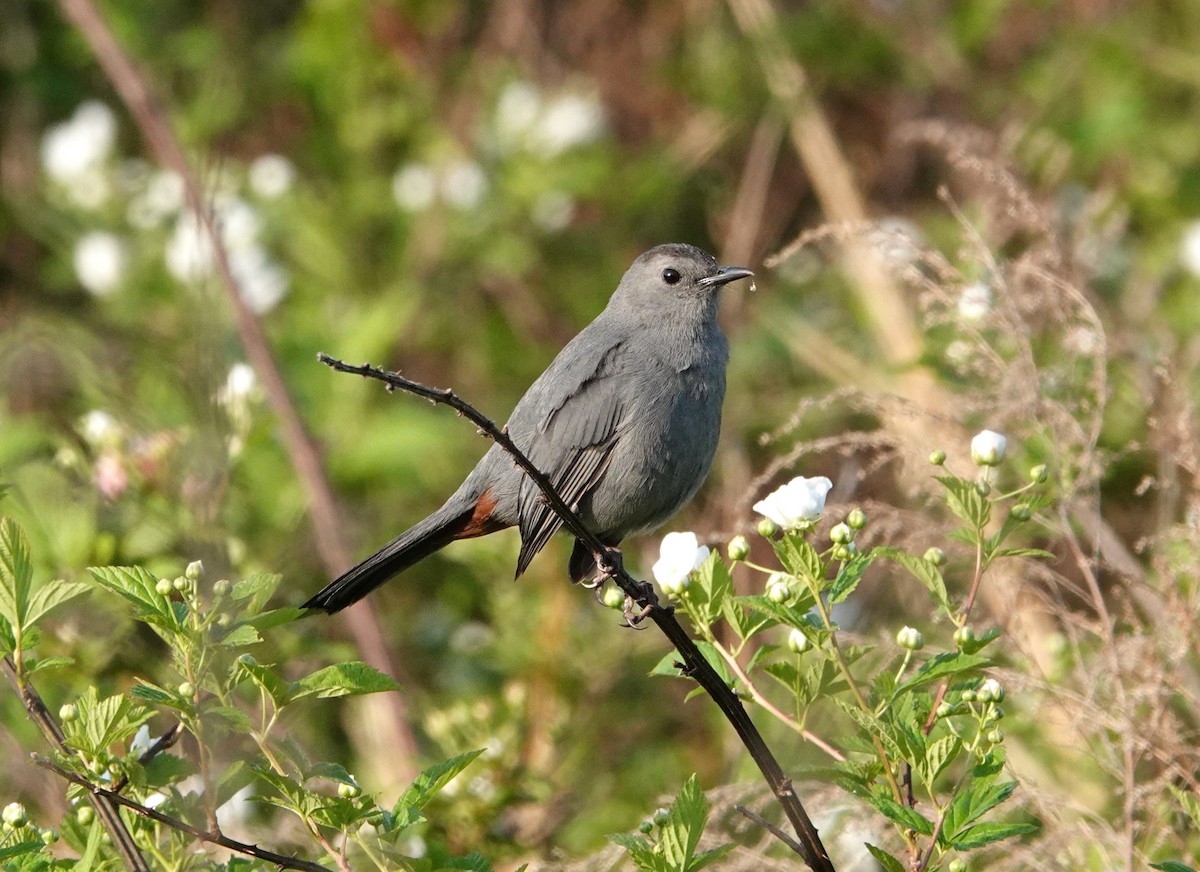 Gray Catbird - ML634225727