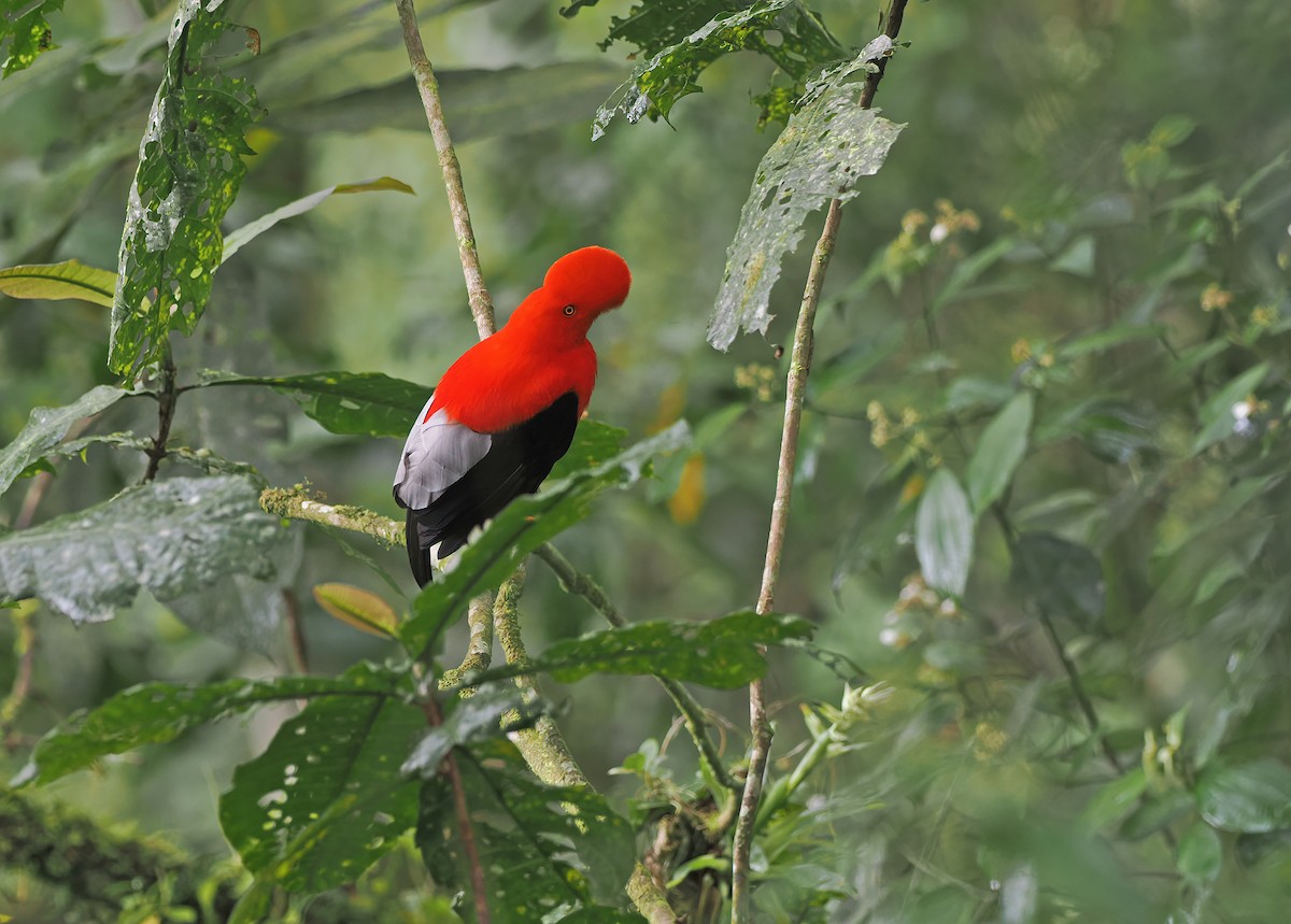 Andean Cock-of-the-rock - ML634225855