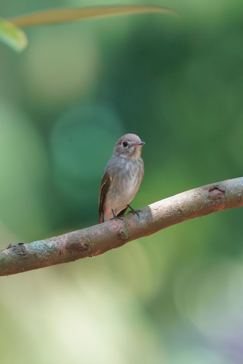 Dark-sided Flycatcher - ML634225899
