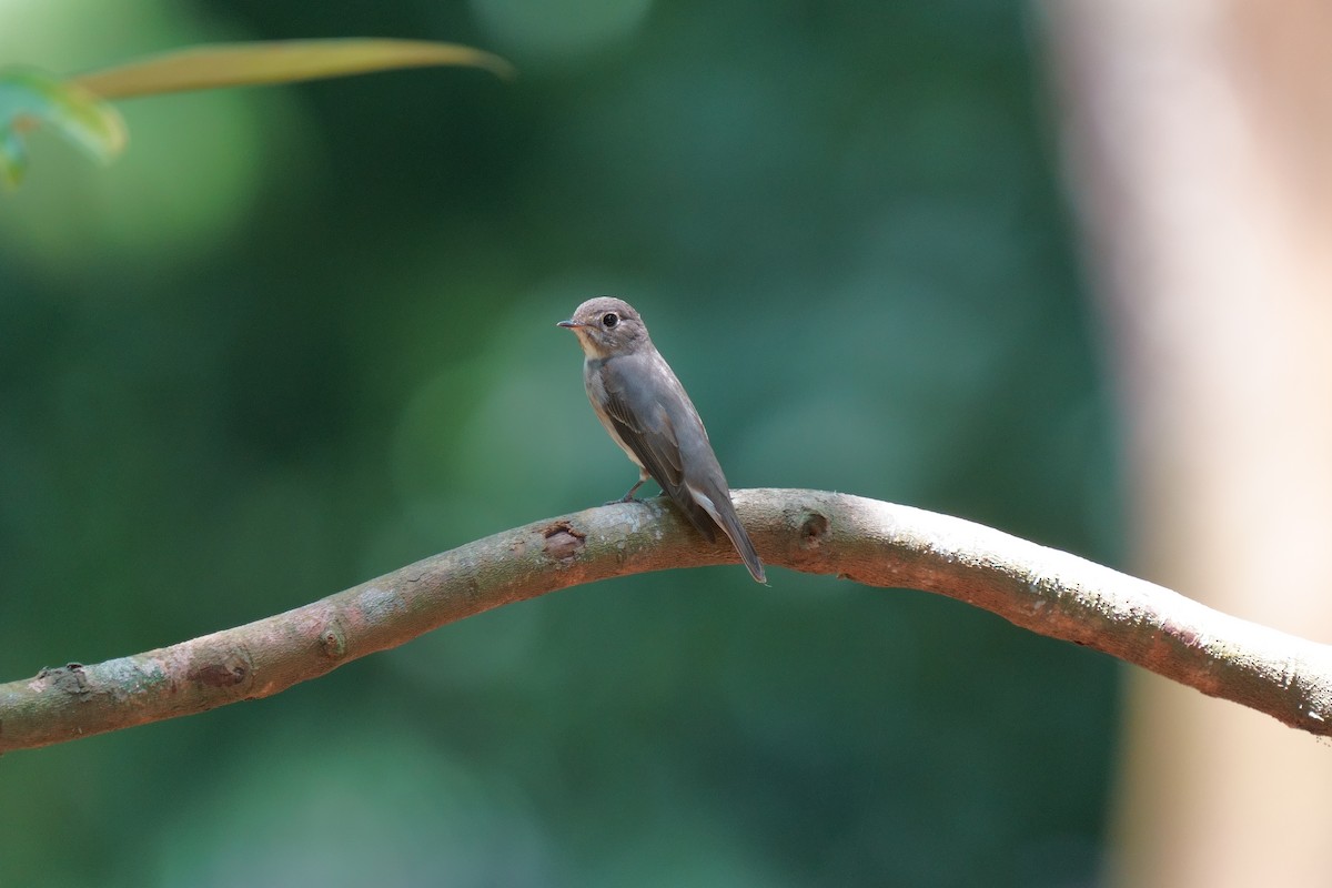 Dark-sided Flycatcher - ML634225900