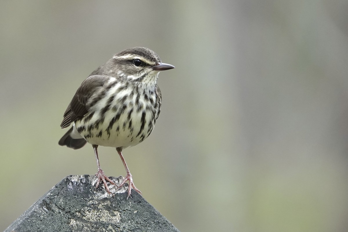 Northern Waterthrush - ML634225968