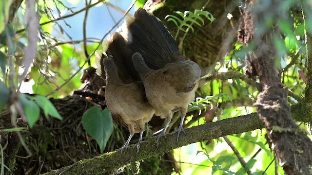 Ortalide à tête grise - ML634225994