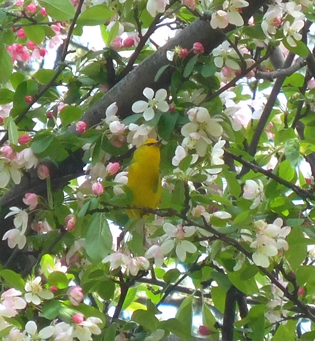 Blue-winged Warbler - ML634225996