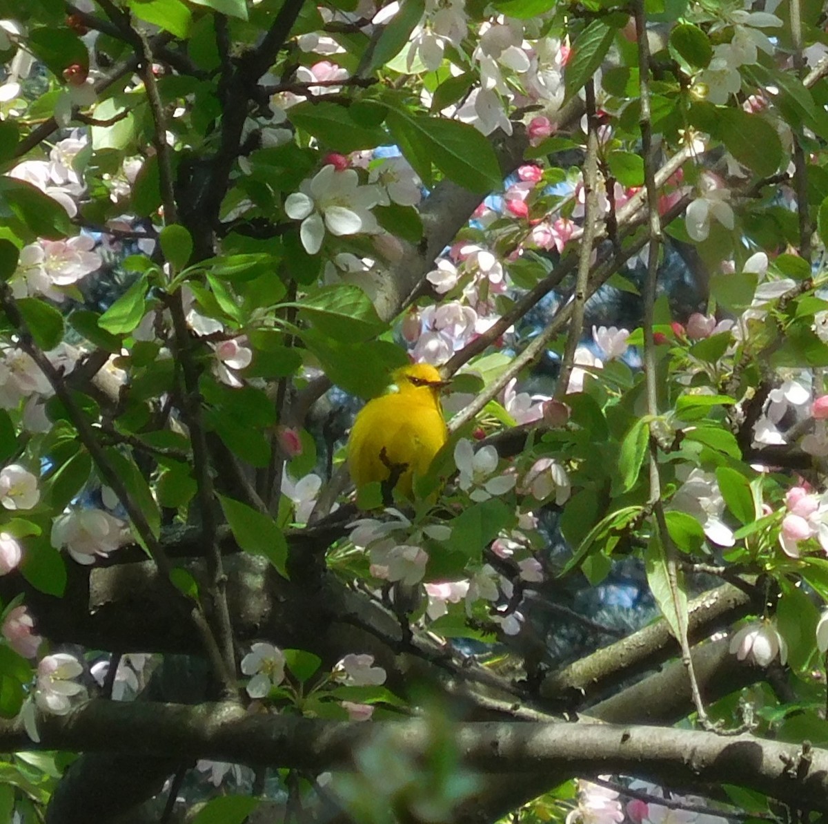 Blue-winged Warbler - ML634225997