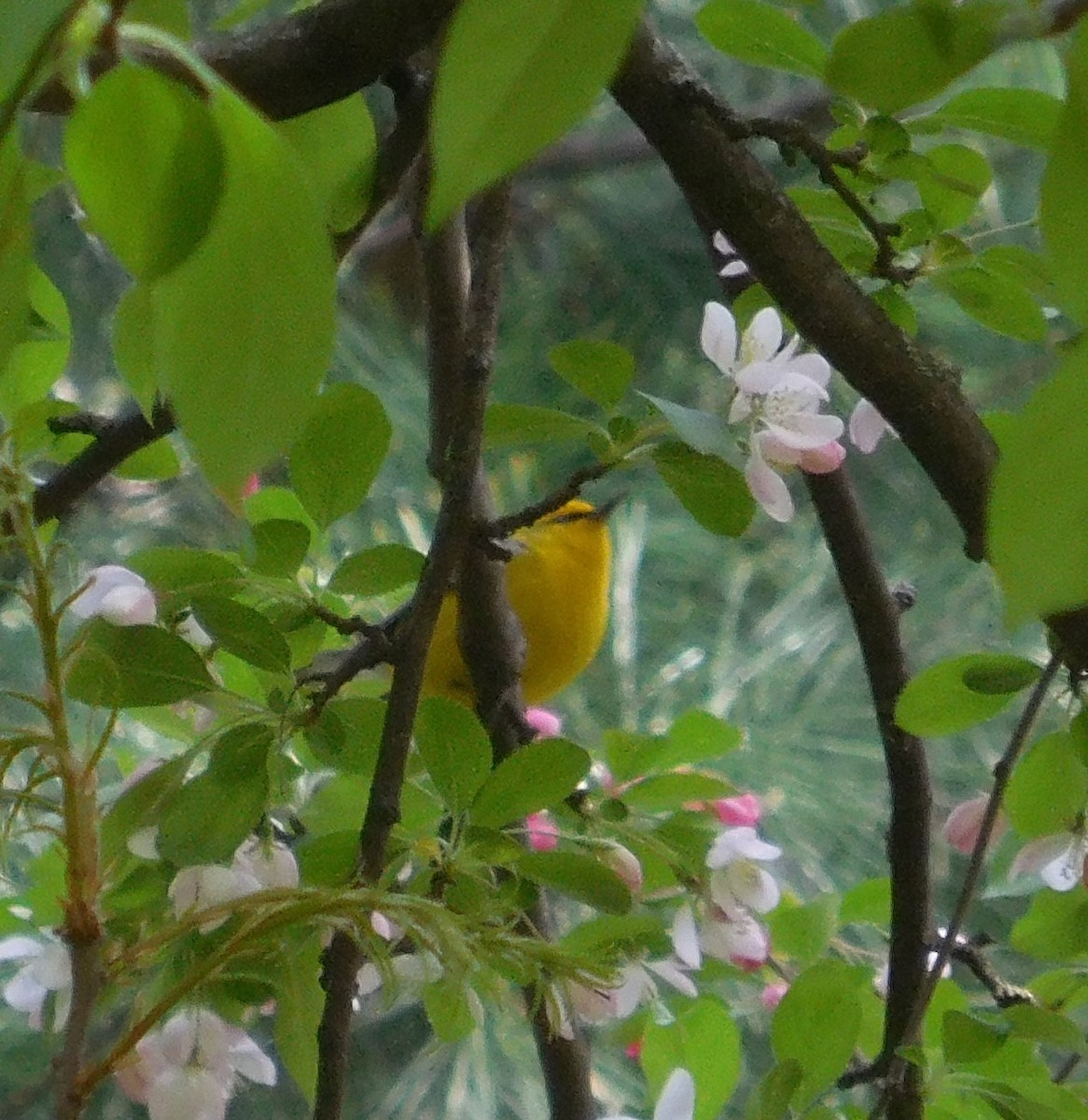 Blue-winged Warbler - ML634225998
