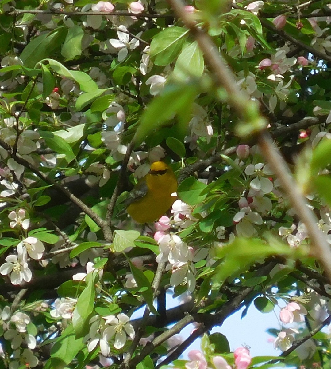 Blue-winged Warbler - ML634225999
