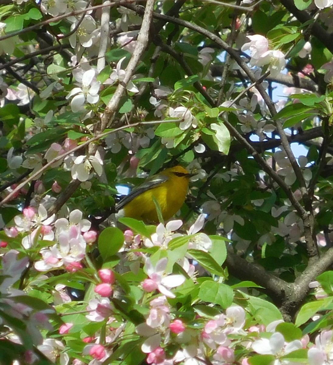 Blue-winged Warbler - ML634226000