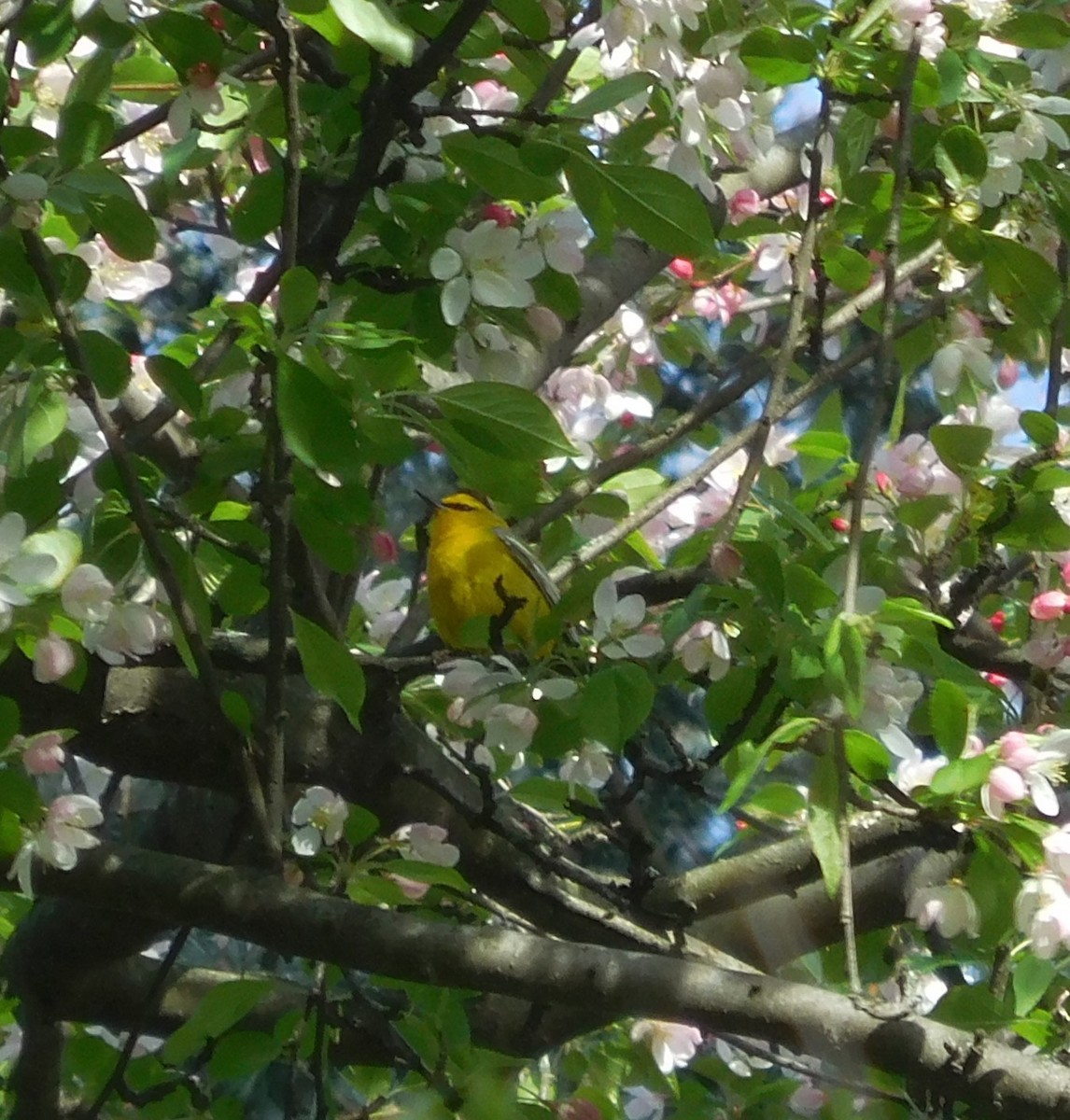 Blue-winged Warbler - ML634226001