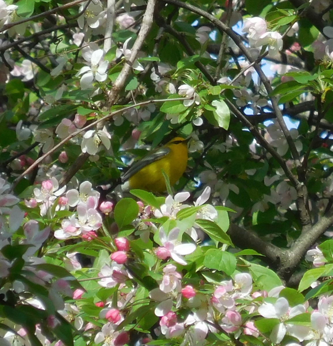 Blue-winged Warbler - ML634226002