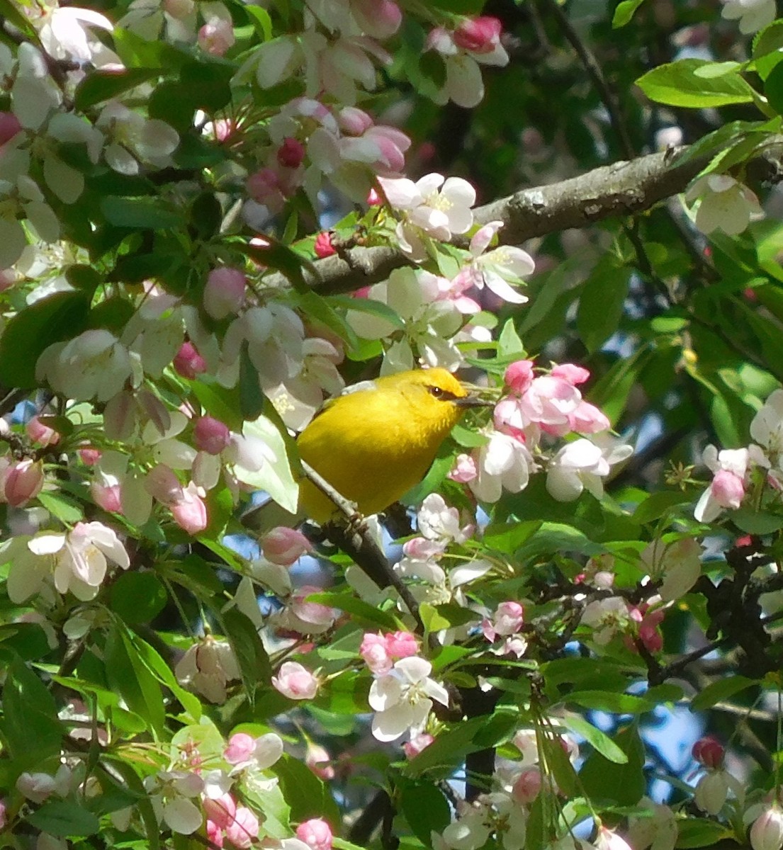 Blue-winged Warbler - ML634226003