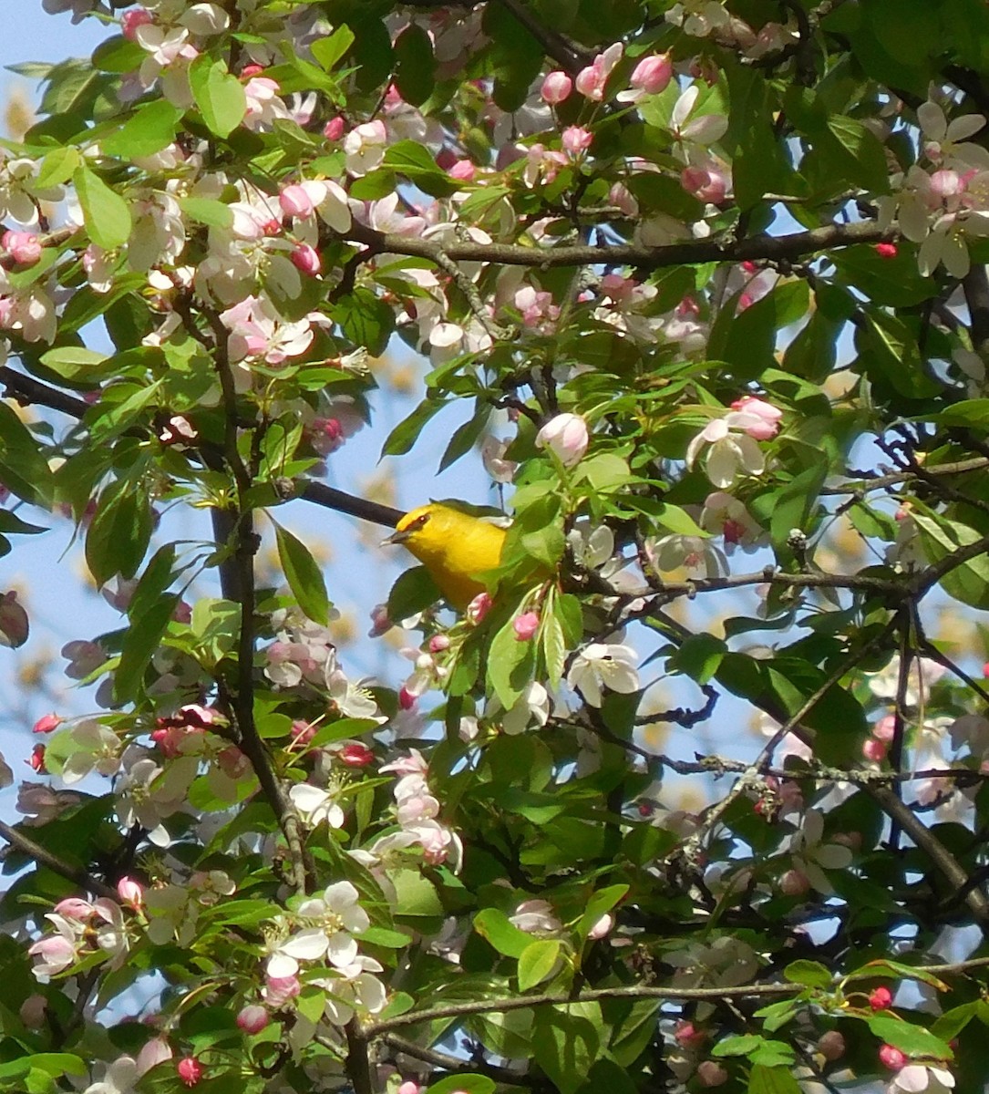 Blue-winged Warbler - ML634226004