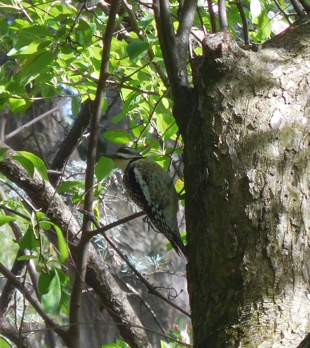 Yellow-bellied Sapsucker - ML634226028