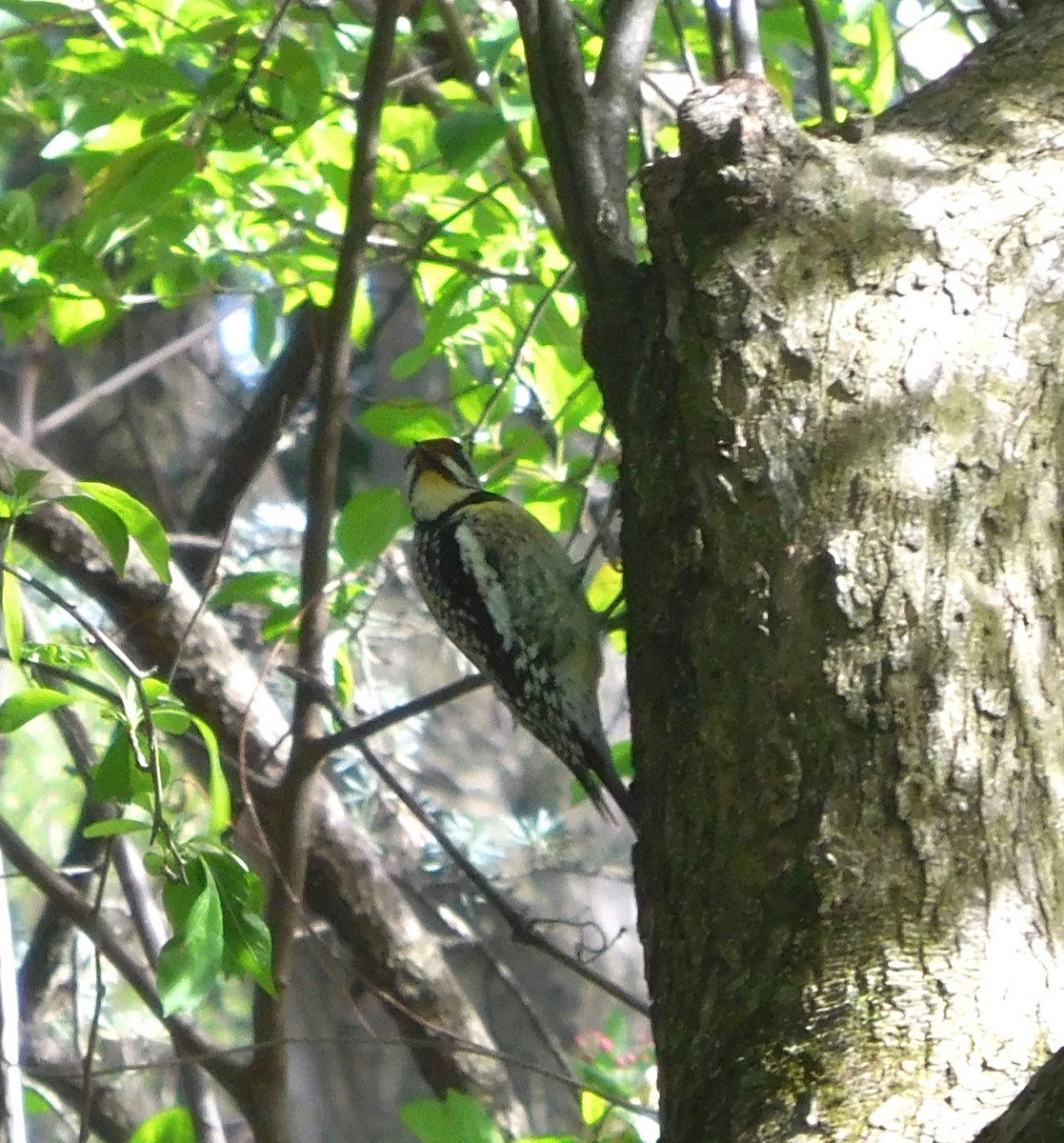 Yellow-bellied Sapsucker - ML634226029