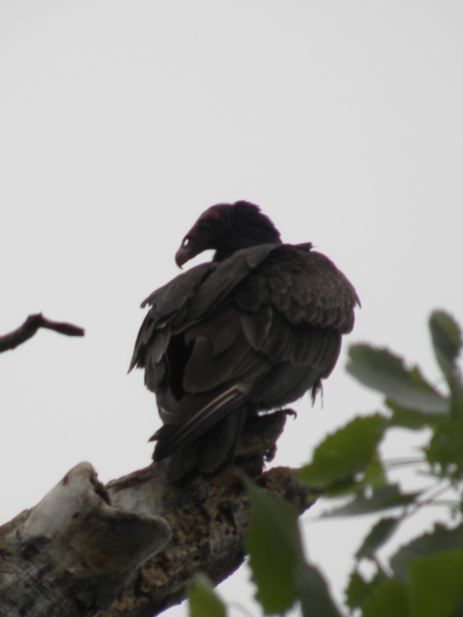 Turkey Vulture - ML634226041