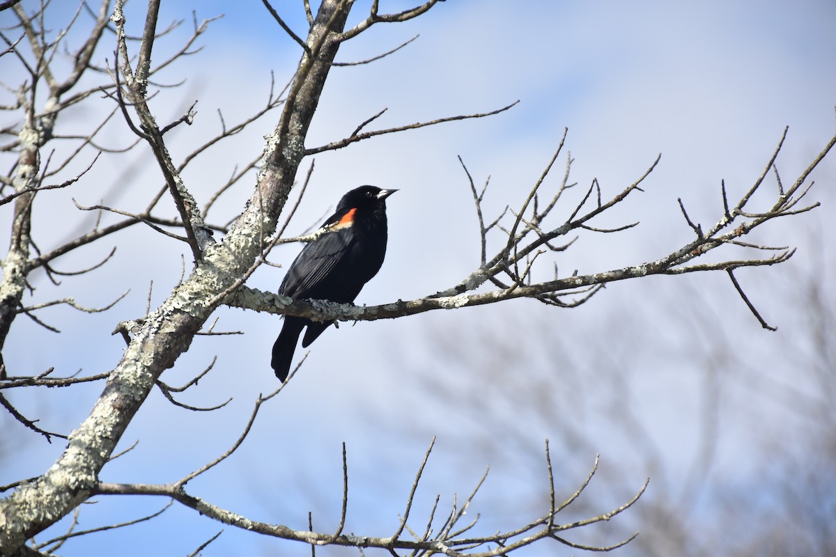 Red-winged Blackbird (Red-winged) - ML634226047