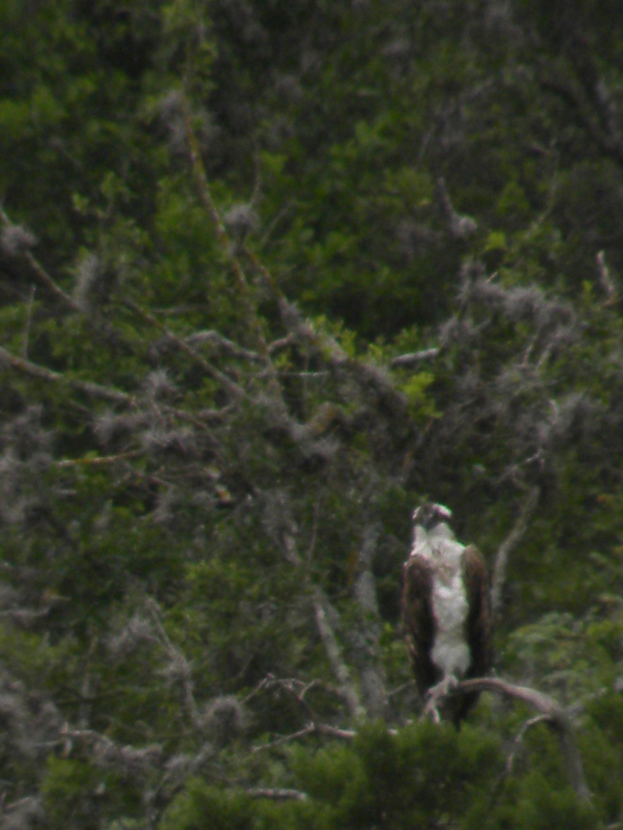 Osprey - ML634226058