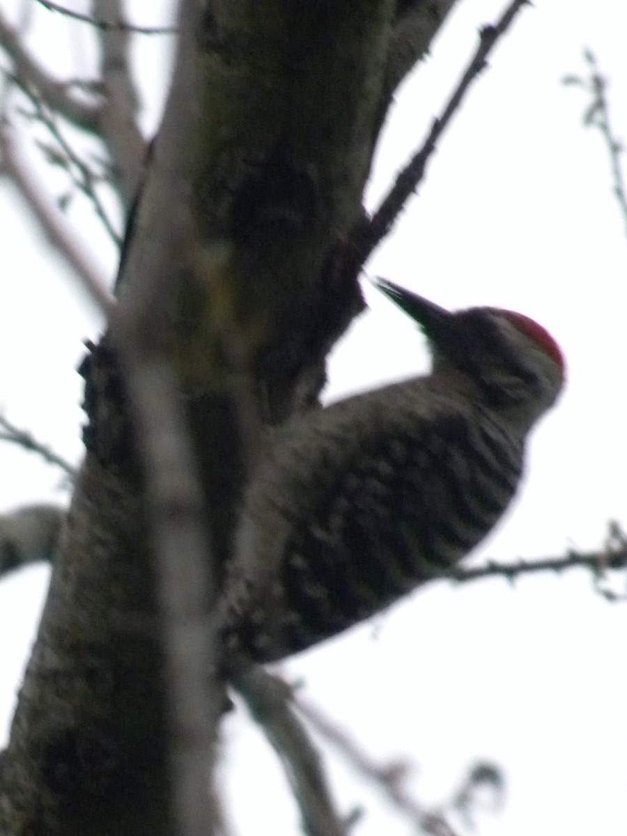Ladder-backed Woodpecker - ML634226063