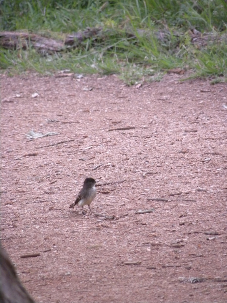 Eastern Phoebe - ML634226084